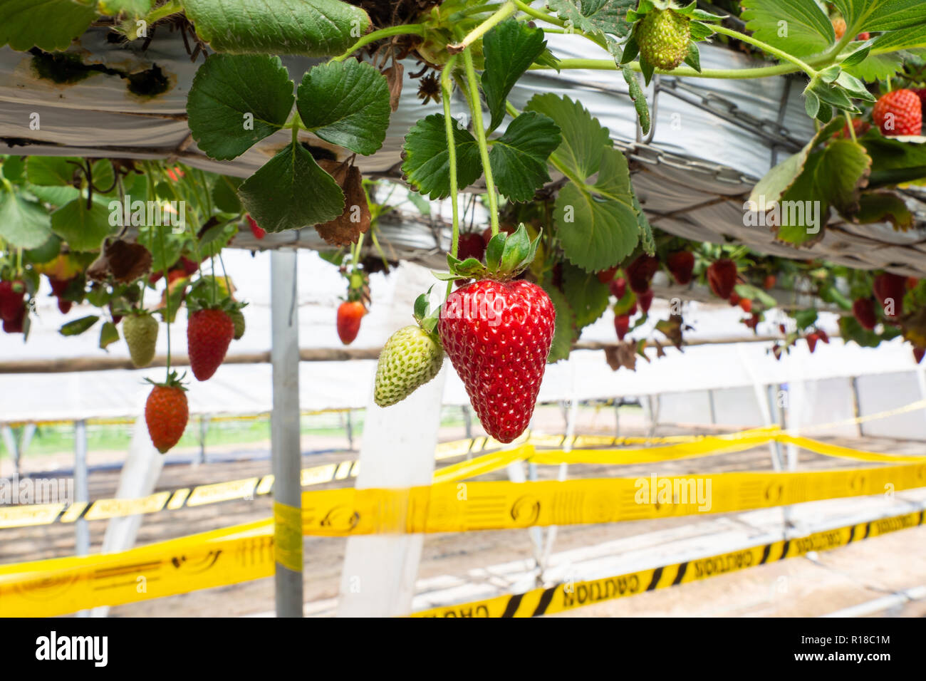 Fresh strawberries that are grown in greenhouses Stock Photo