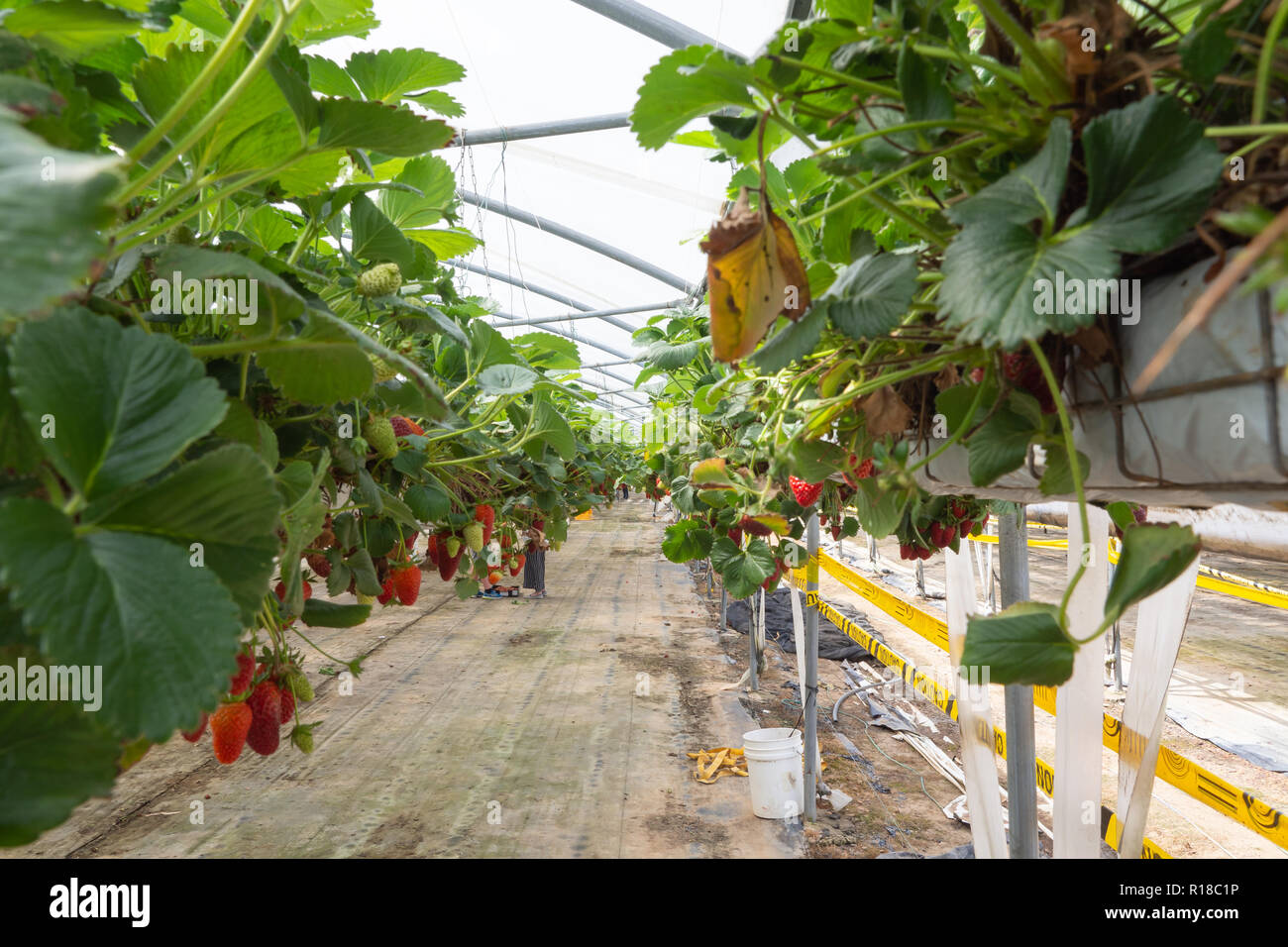 Fresh strawberries that are grown in greenhouses Stock Photo - Alamy