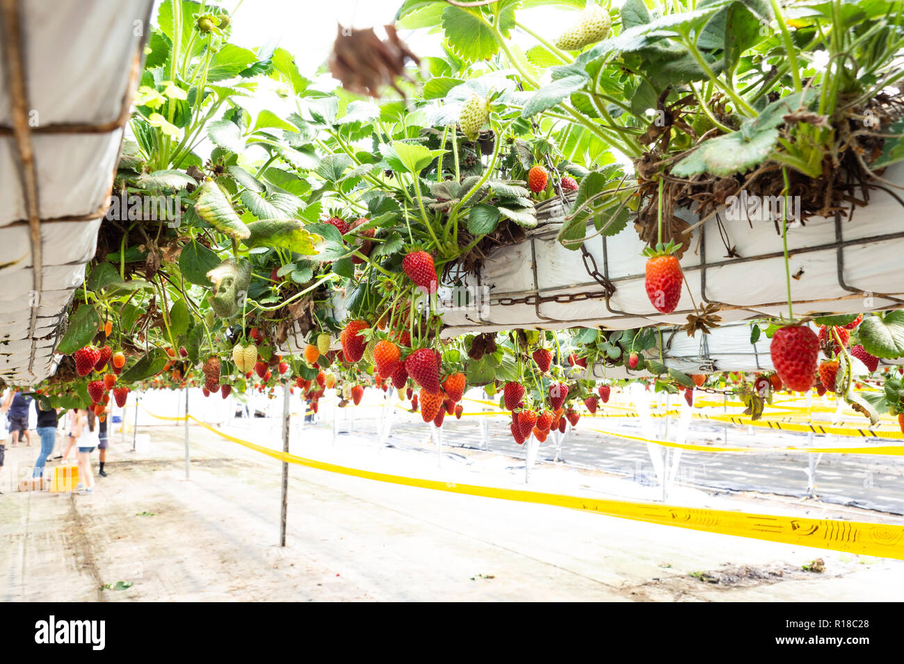 Fresh strawberries that are grown in greenhouses Stock Photo Alamy