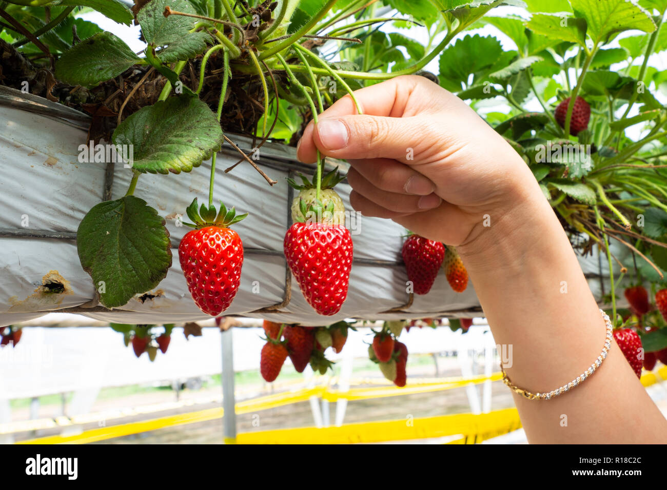 Fresh strawberries that are grown in greenhouses Stock Photo Alamy
