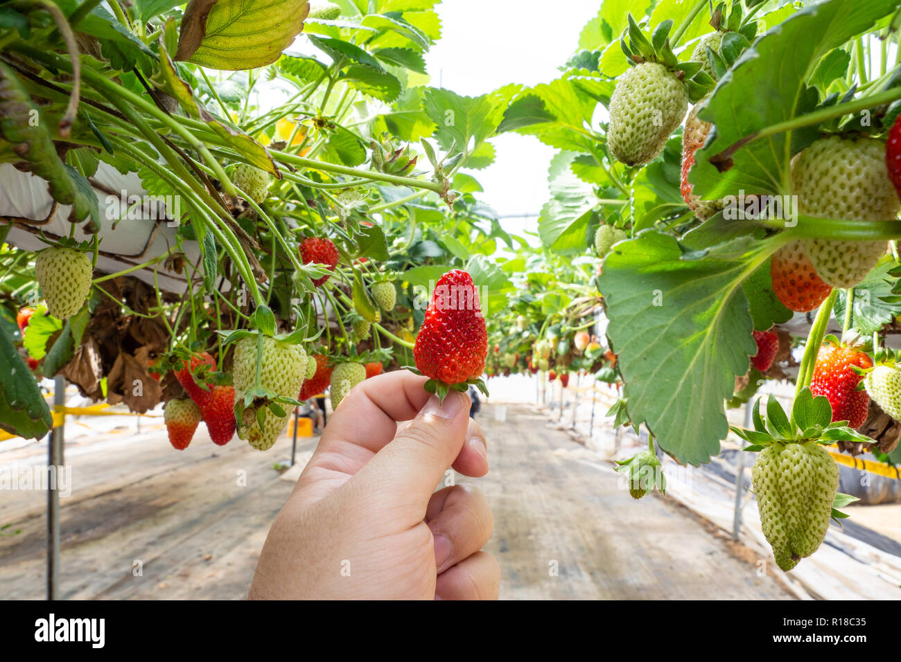 Fresh strawberries that are grown in greenhouses Stock Photo - Alamy