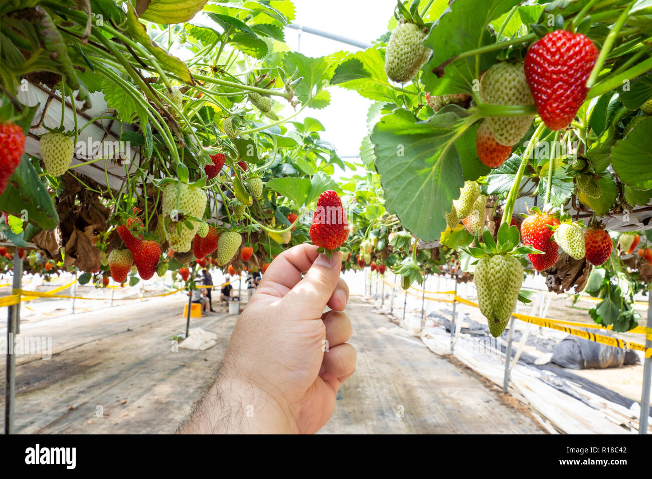 Fresh strawberries that are grown in greenhouses Stock Photo Alamy