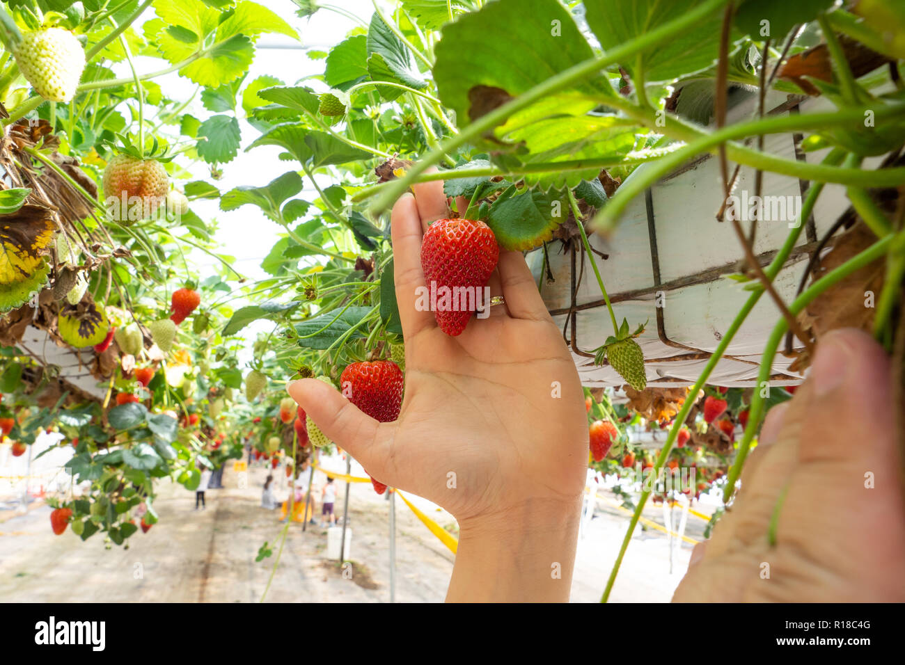 Fresh strawberries that are grown in greenhouses Stock Photo - Alamy