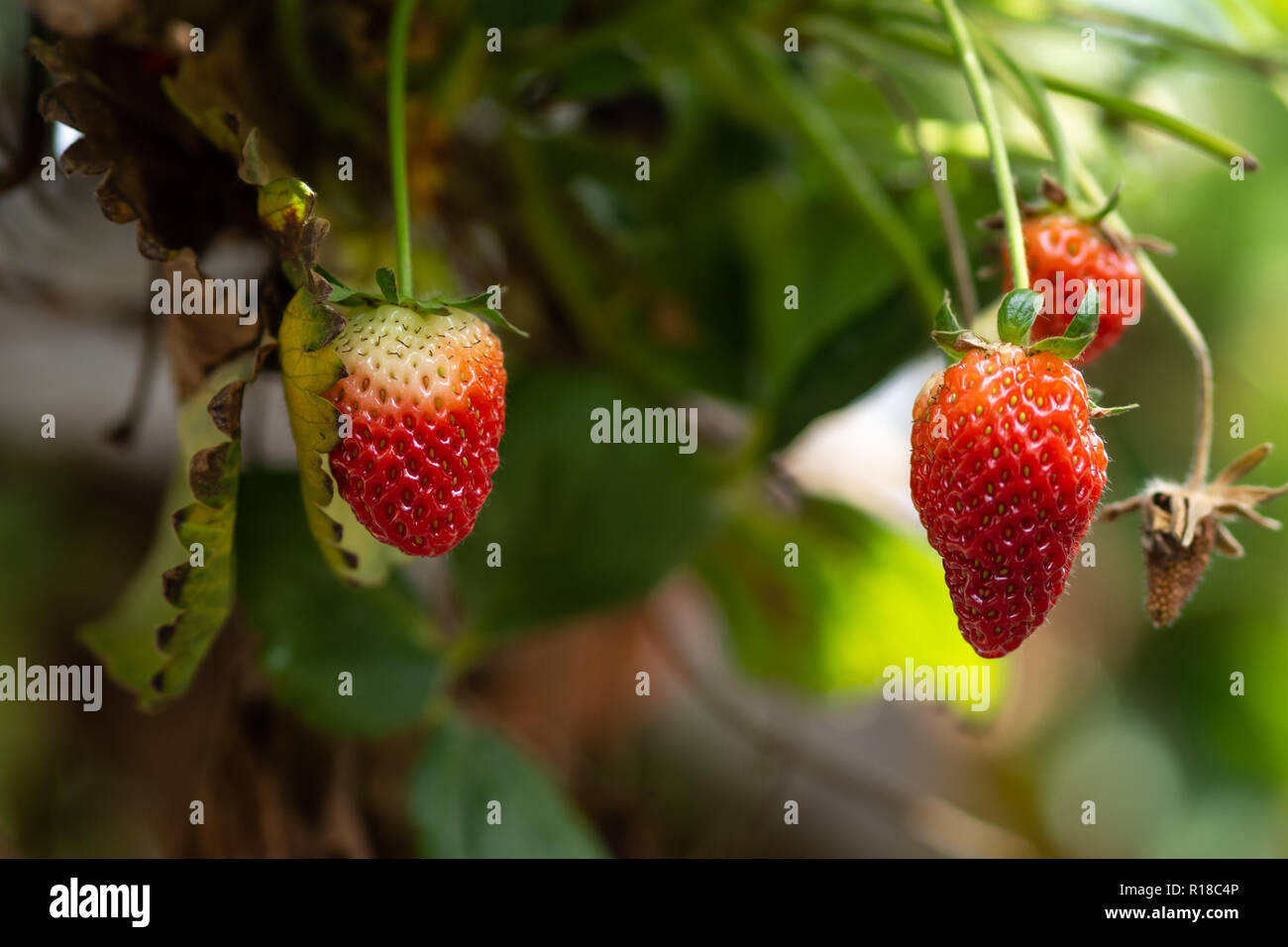 Fresh strawberries that are grown in greenhouses Stock Photo - Alamy