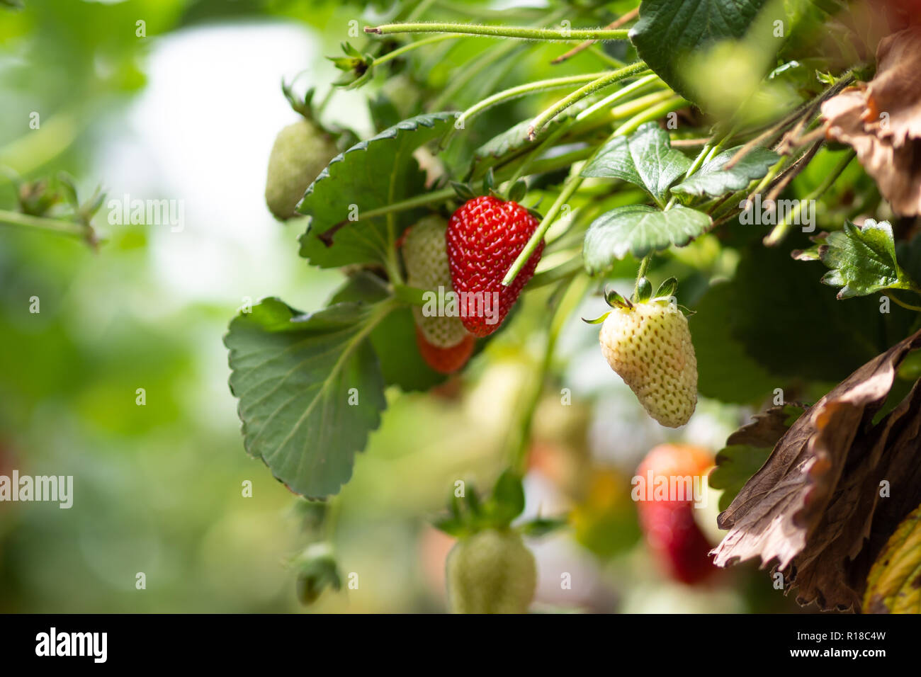Fresh strawberries that are grown in greenhouses Stock Photo - Alamy