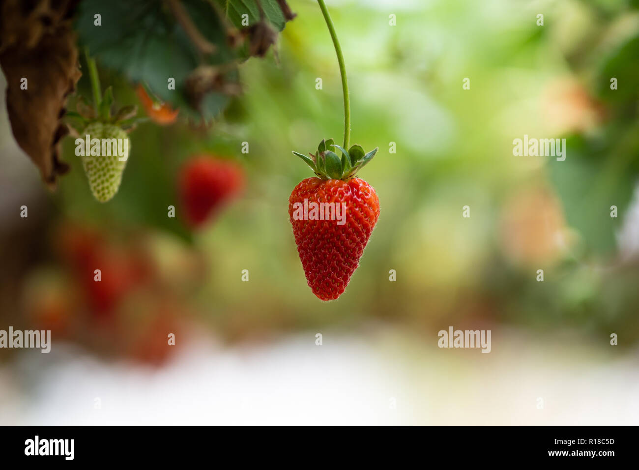 Fresh strawberries that are grown in greenhouses Stock Photo - Alamy