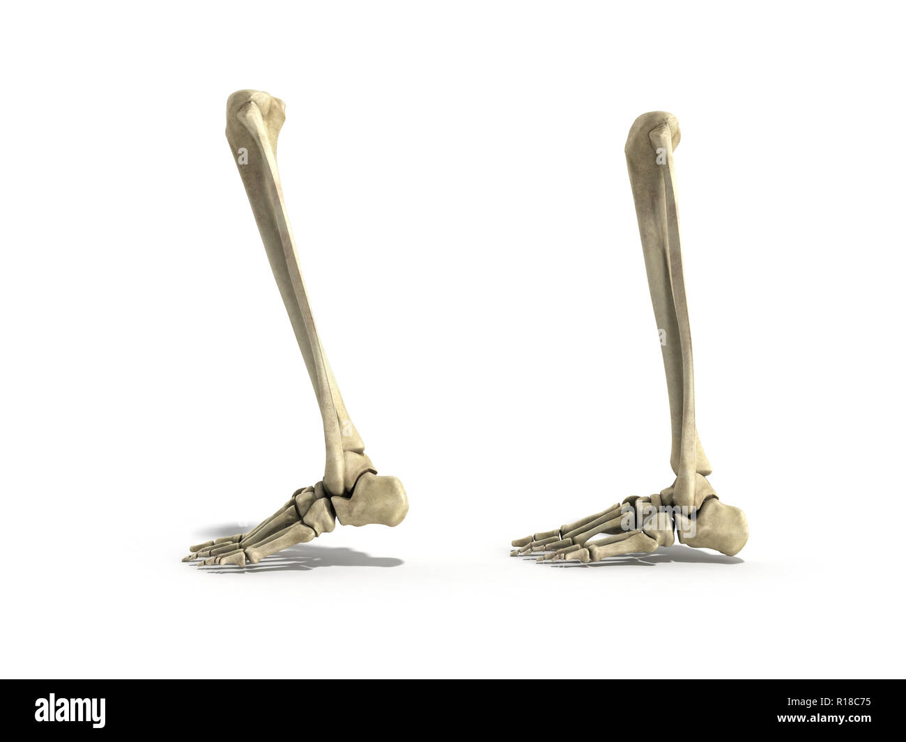 Lower leg bones hires stock photography and images Alamy