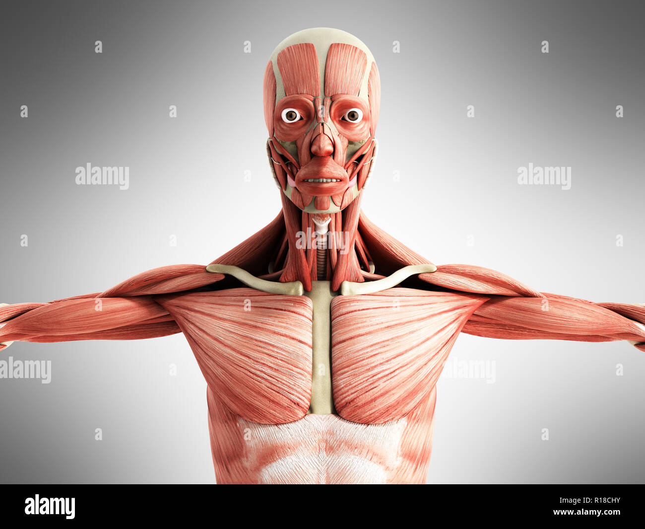 7,800+ Chest Muscle Anatomy Stock Photos, Pictures & Royalty-Free