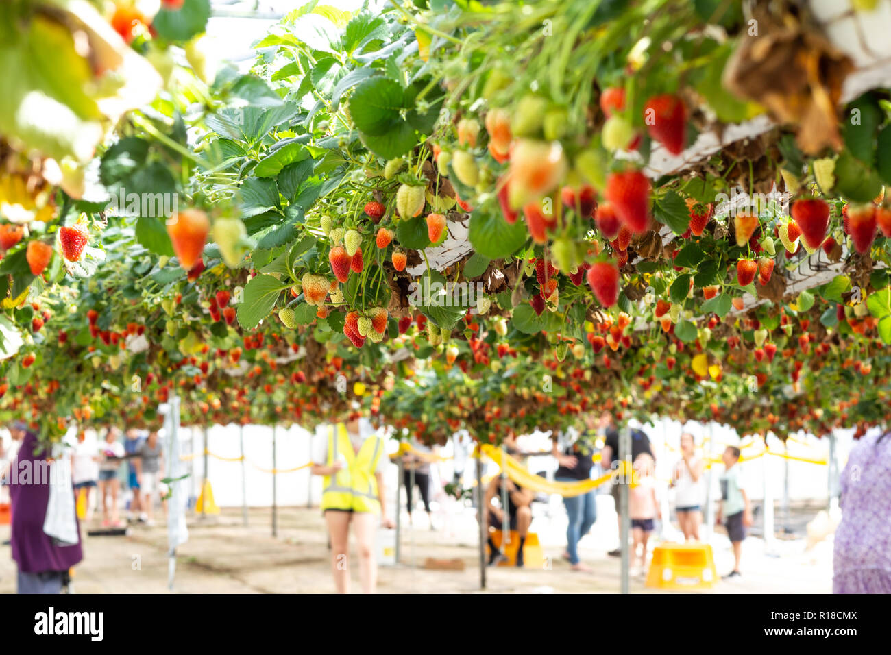 Fresh strawberries that are grown in greenhouses Stock Photo - Alamy