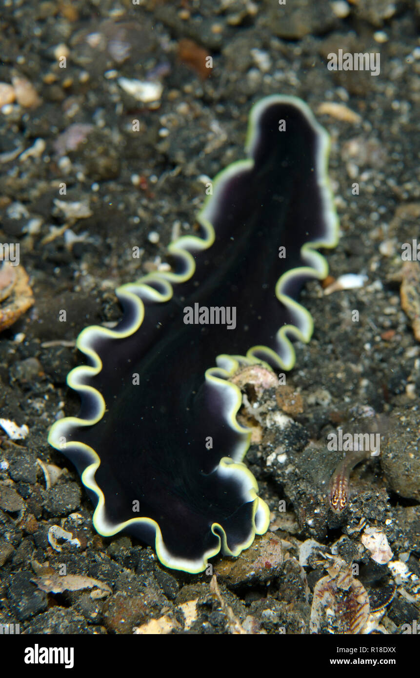 Prudhoe's Flatworm, Pseudoceros prudhoei, TK1 dive site, Lembeh Straits, Sulawesi, Indonesia Stock Photo