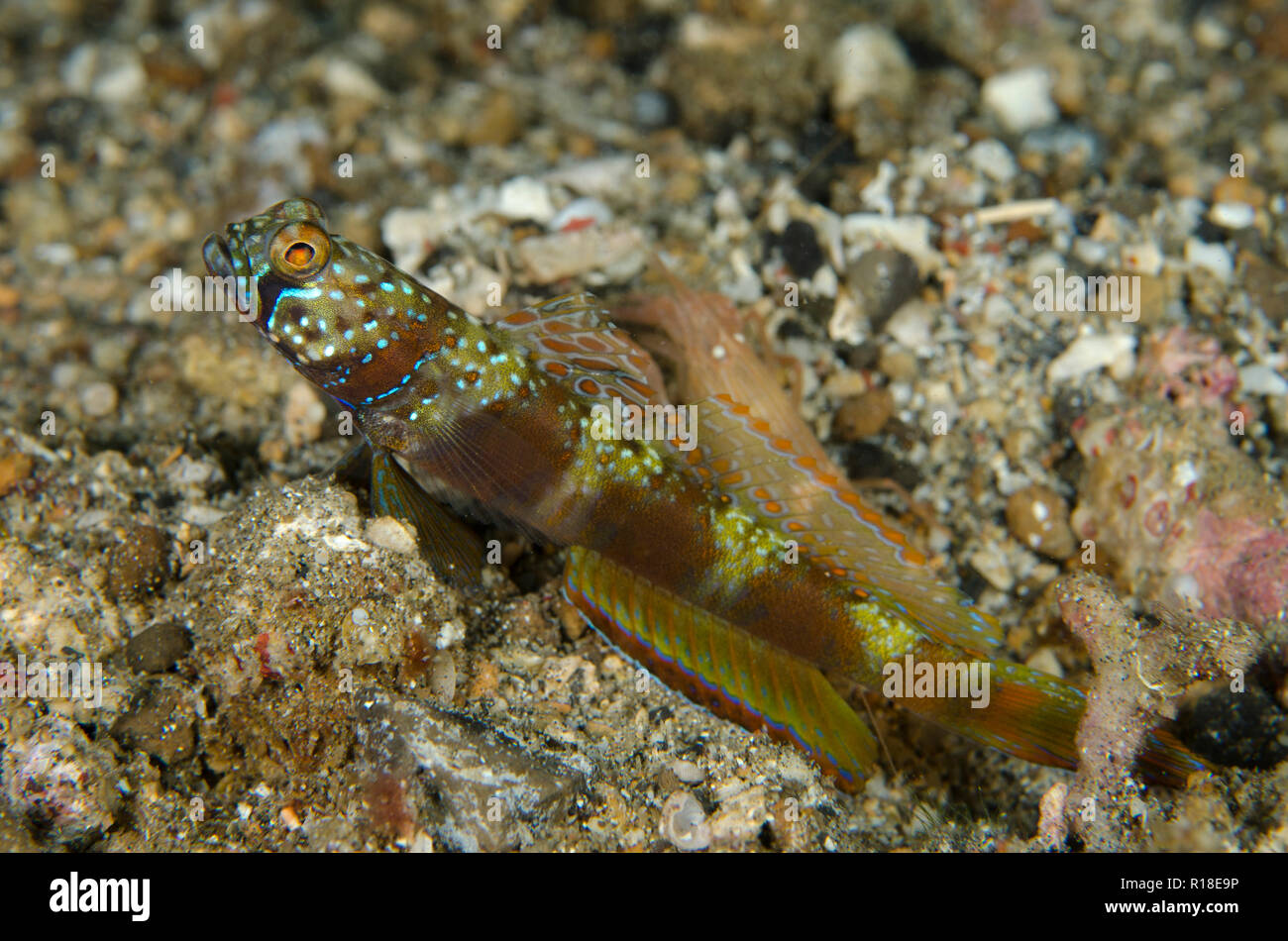 Wide-barred Goby, Amblyeleotris latifasciata, with fin extended and Snapping Shrimp (Alpheus sp), Serena Besar dive site, Lembeh Straits, Indonesia Stock Photo