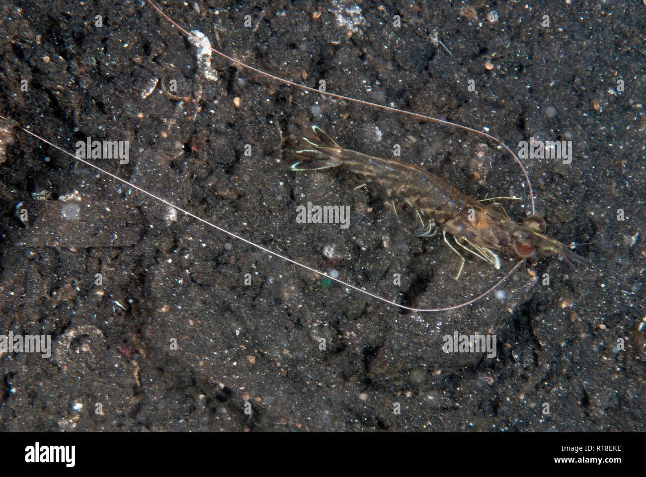 Nocturnal Prawn, Metapenaeus sp, with long antennae on black sand, TK1 dive site, Lembeh Straits, Sulawesi, Indonesia Stock Photo