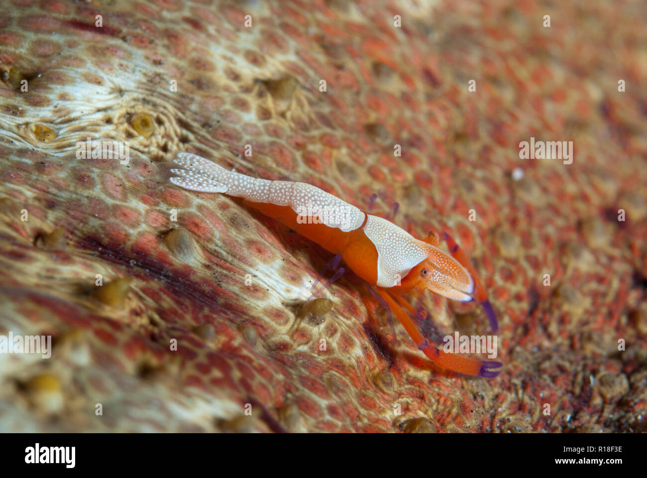 Emperor Shrimp, Zenopontonia rex, on Amberfish Sea Cucumber, Thelenota anax, TK1 dive site, Lembeh Straits, Sulawesi, Indonesia Stock Photo