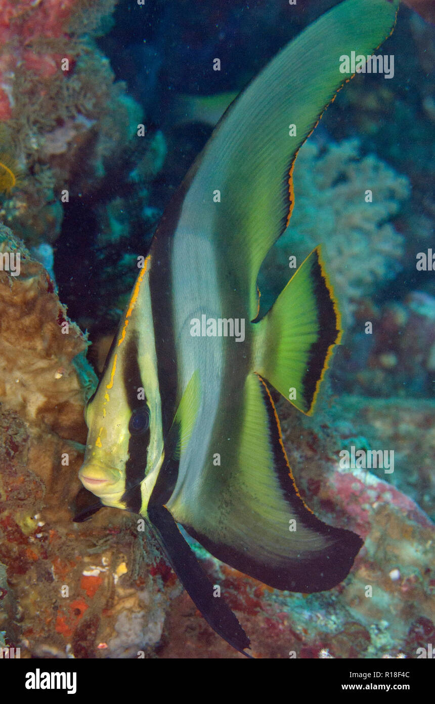 Subadult Pinnate Spadefish, Platax pinnatus, with golden margin, Nudi Retreat dive site, Lembeh Straits, Sulawesi, Indonesia Stock Photo