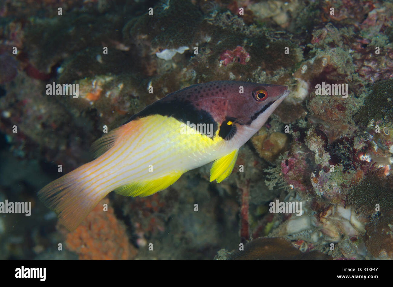 Blackbelt Hogfish, Bodianus mesothorax, Nudi Retreat dive site, Lembeh Straits, Sulawesi, Indonesia Stock Photo