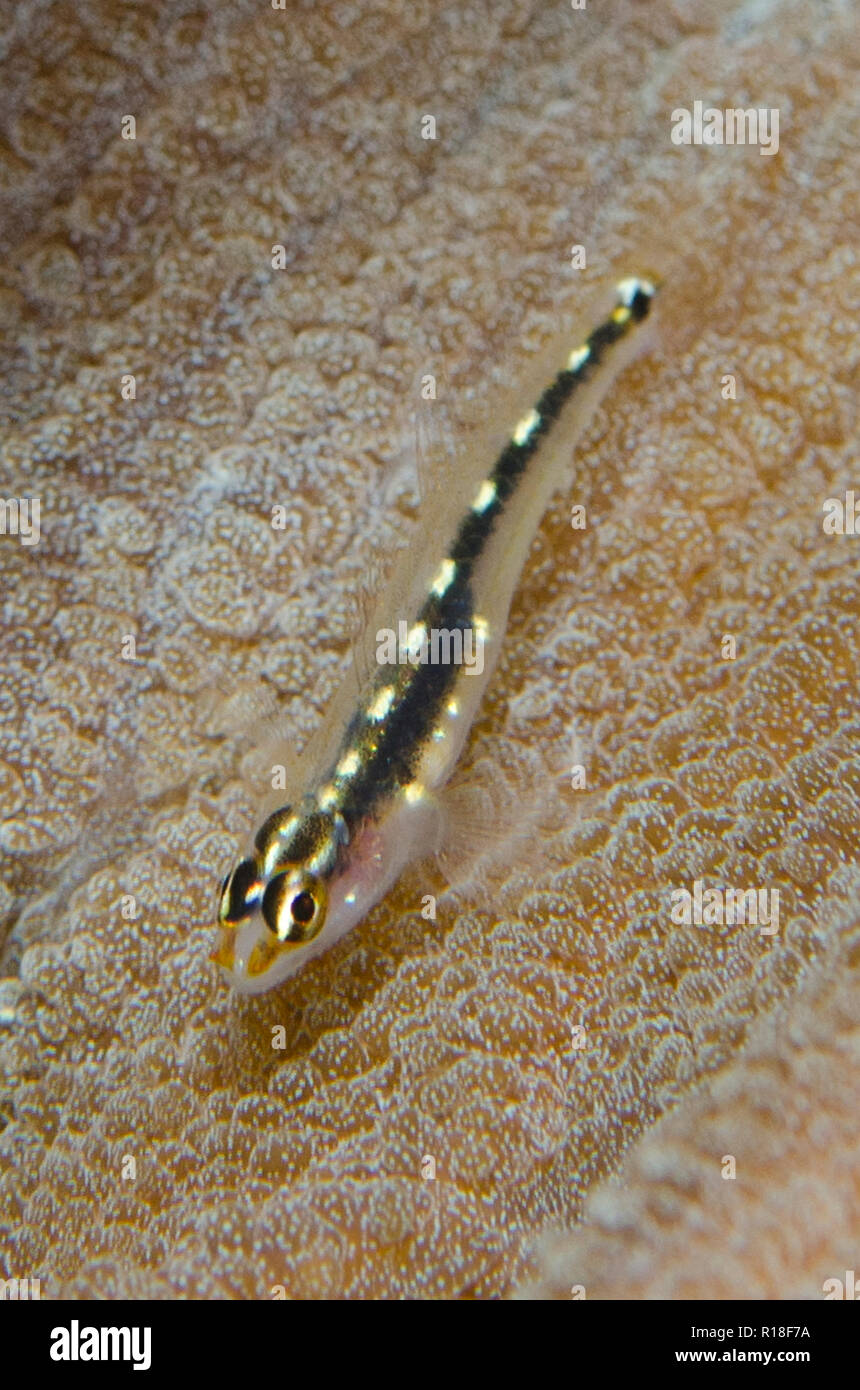 Sebree's Pygmygoby, Eviota sebreei, on coral, Batu Angus dive site, Lembeh Straits, Sulawesi, Indonesia Stock Photo