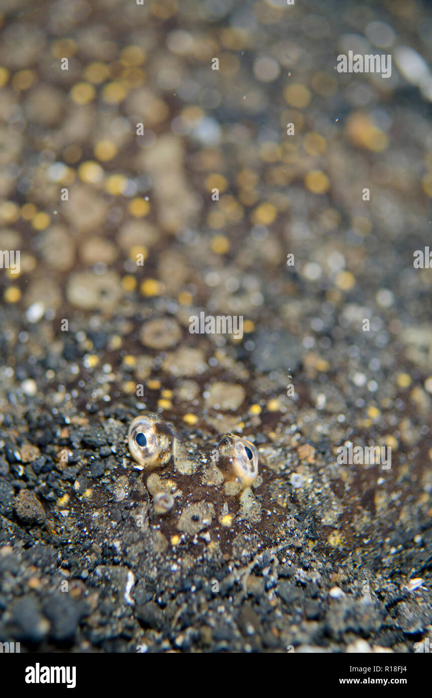 Juvenile sole hires stock photography and images Alamy