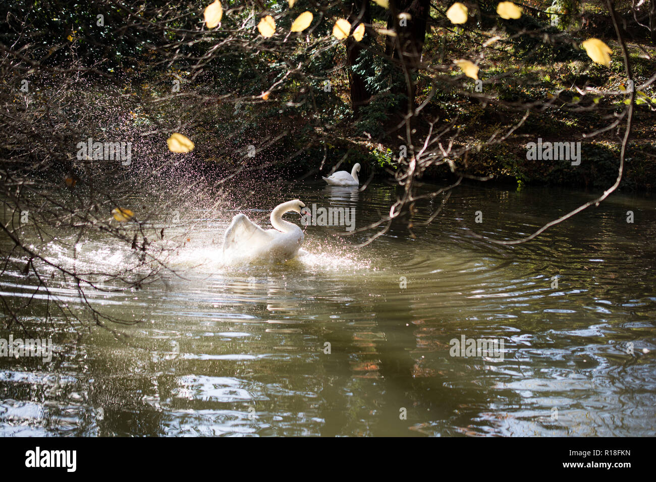 White swan swimming in a small pond Stock Photo - Alamy