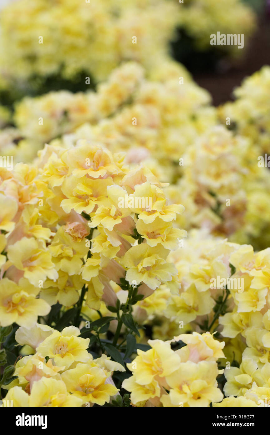 Snapdragon F1 Twinny Shades Yellow flowers. Stock Photo