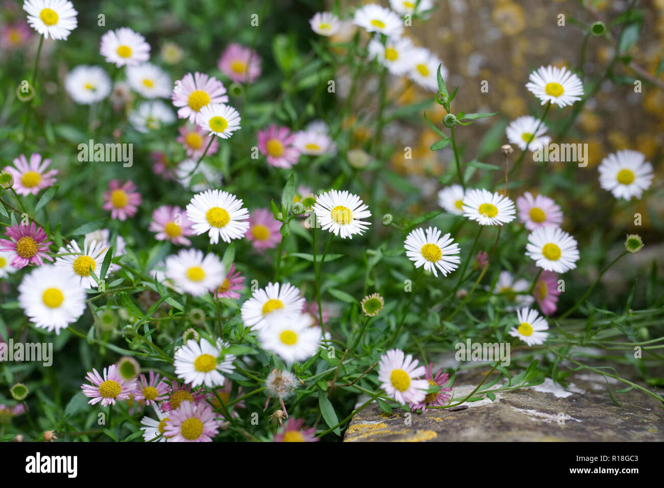 Erigeron karvinskianus flowers Stock Photo Alamy