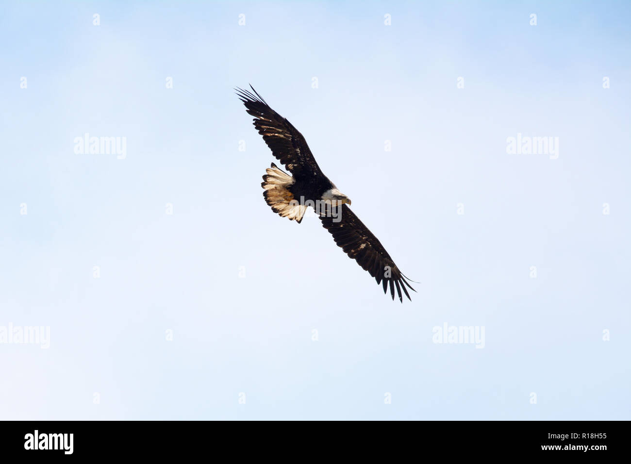 A bald eagle flying through the air above the town of Dutch Harbor, Unalaska Island, Aleutian islands chain, Alaska, United States. Stock Photo
