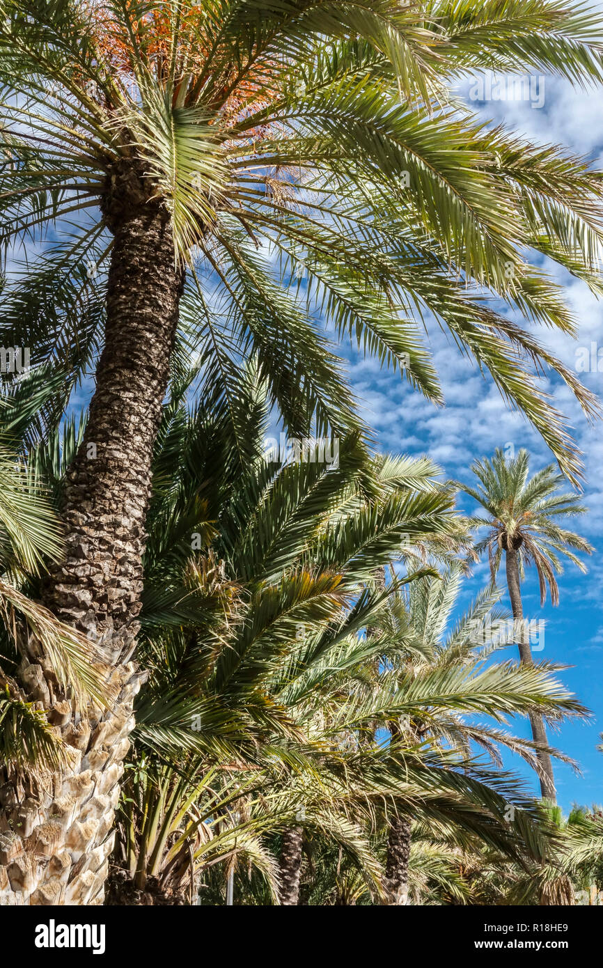 Spain, Elche, Palm tree, famous touristic place, palmeral grove, Valencia region Stock Photo
