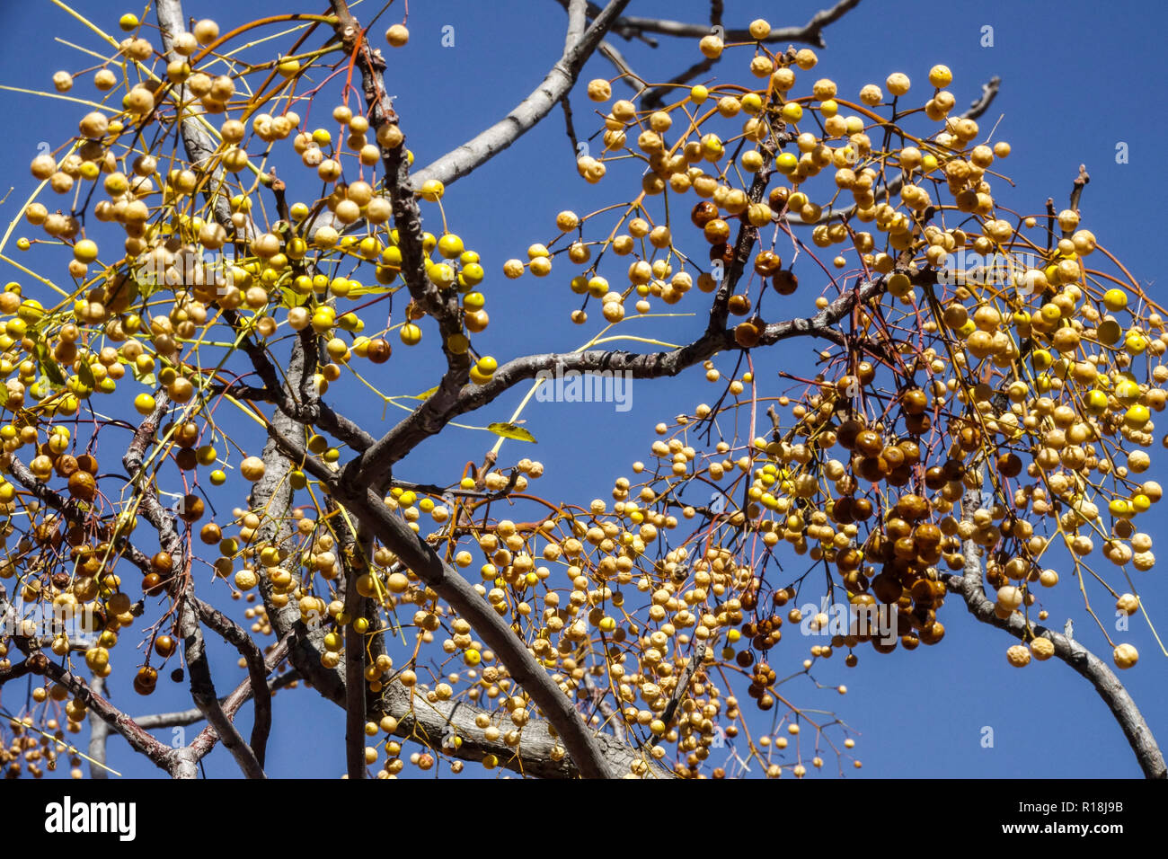 Chinaberry melia azedarach hi-res stock photography and images - Alamy