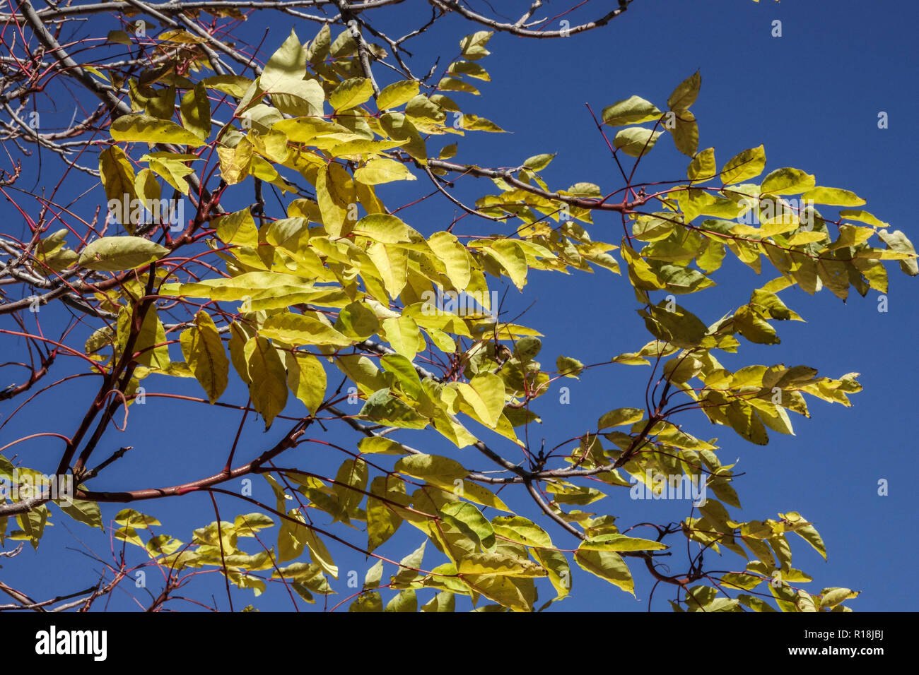 Chinaberry tree Melia azedarach, autumn leaves Stock Photo