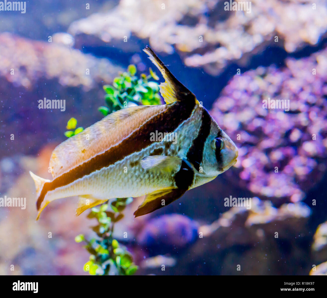 jackknife fish also known as lance-shaped ribbonfish swimming a tropical marine sea life fish portrait of a exotic fish pet from the atlantic ocean Stock Photo