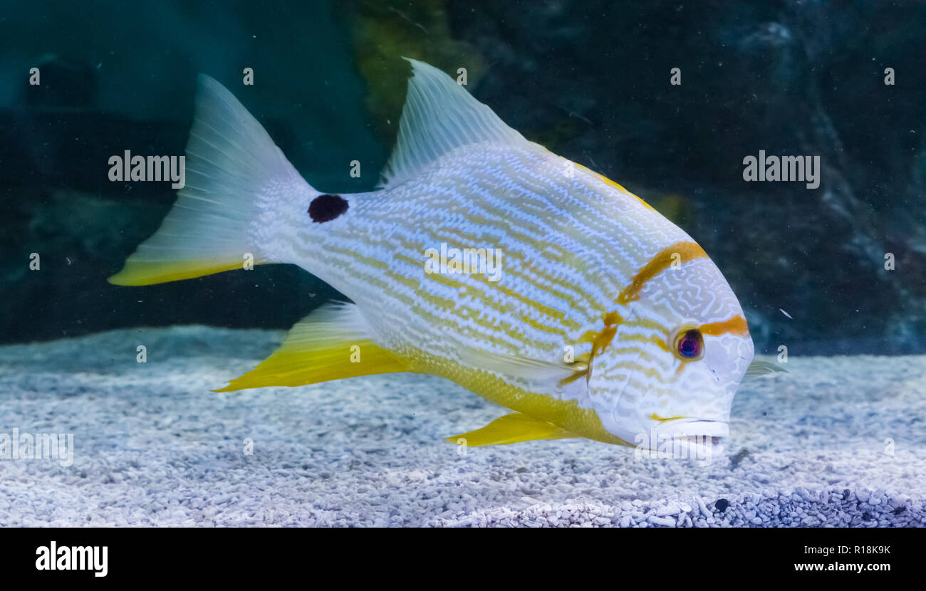 tropical white yellow striped fish with a black spot vibrant colorful big fish Stock Photo