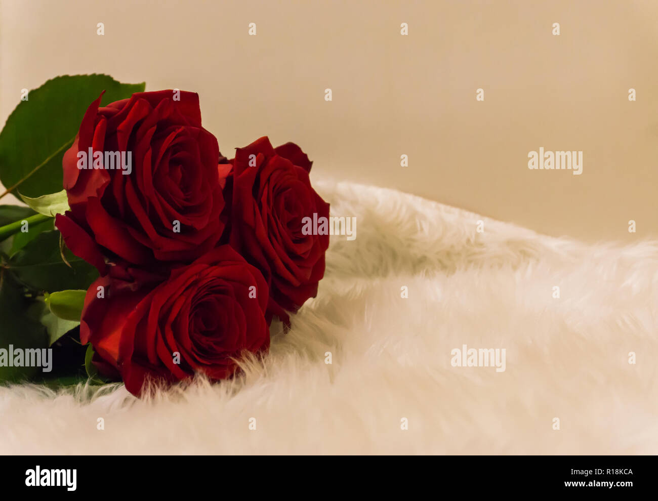 bouquet of red roses laying on a white carpet romantic symbol of love and appreciation on valentines day Stock Photo