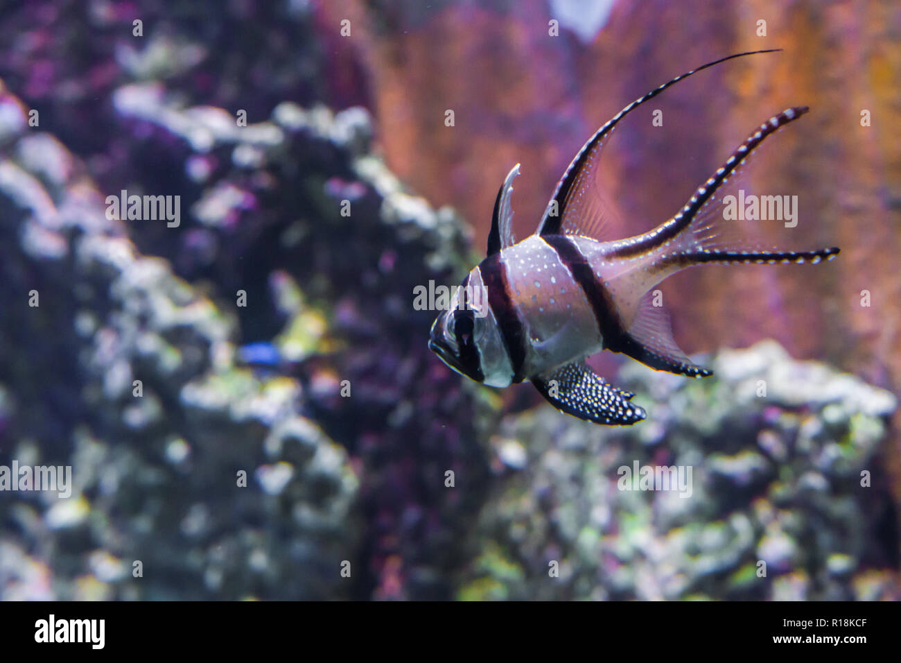 rare endangered banggai cardinalfish tropical fish from banggai island