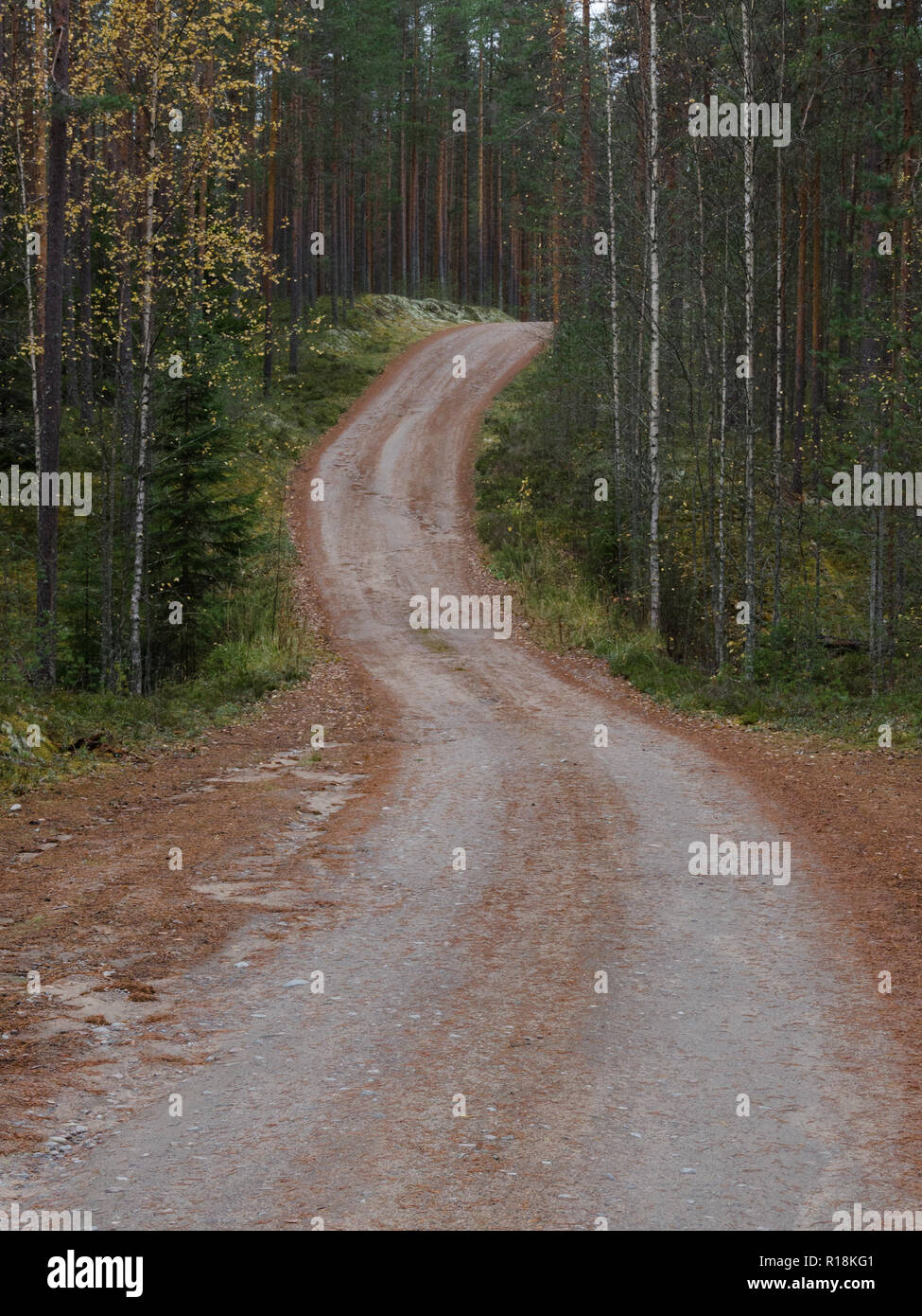 A winding forest road leading to unknown Stock Photo - Alamy