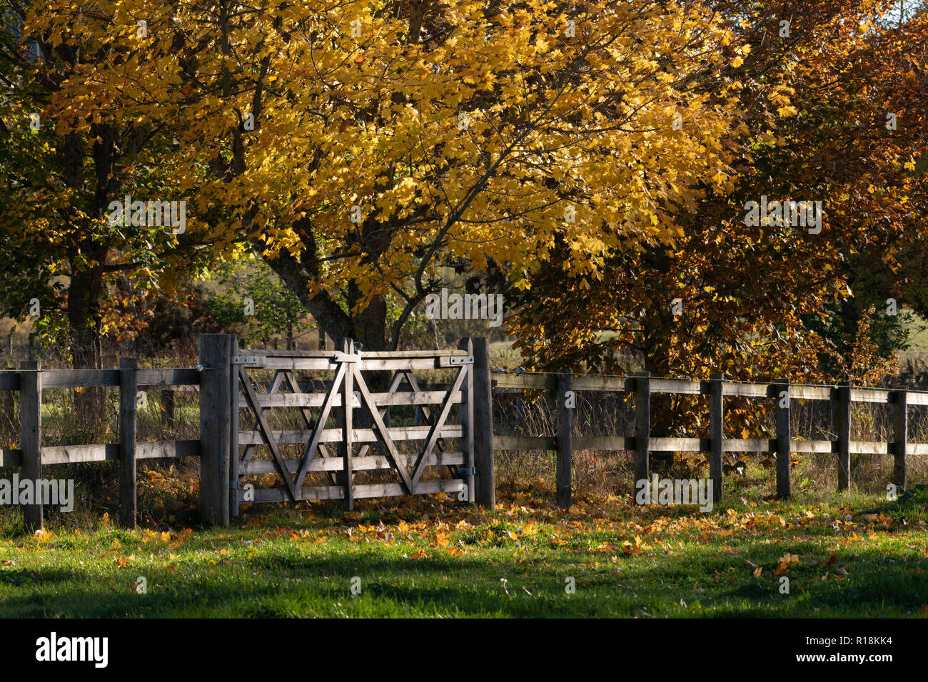 A Line of Trees Alongside a Wooden Post and Rail Fence in Autumn Stock Photo