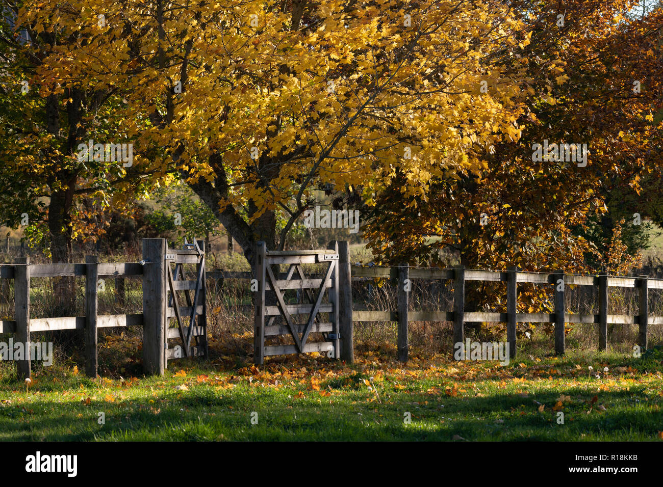 A Line of Trees Alongside a Wooden Post and Rail Fence in Autumn Stock Photo