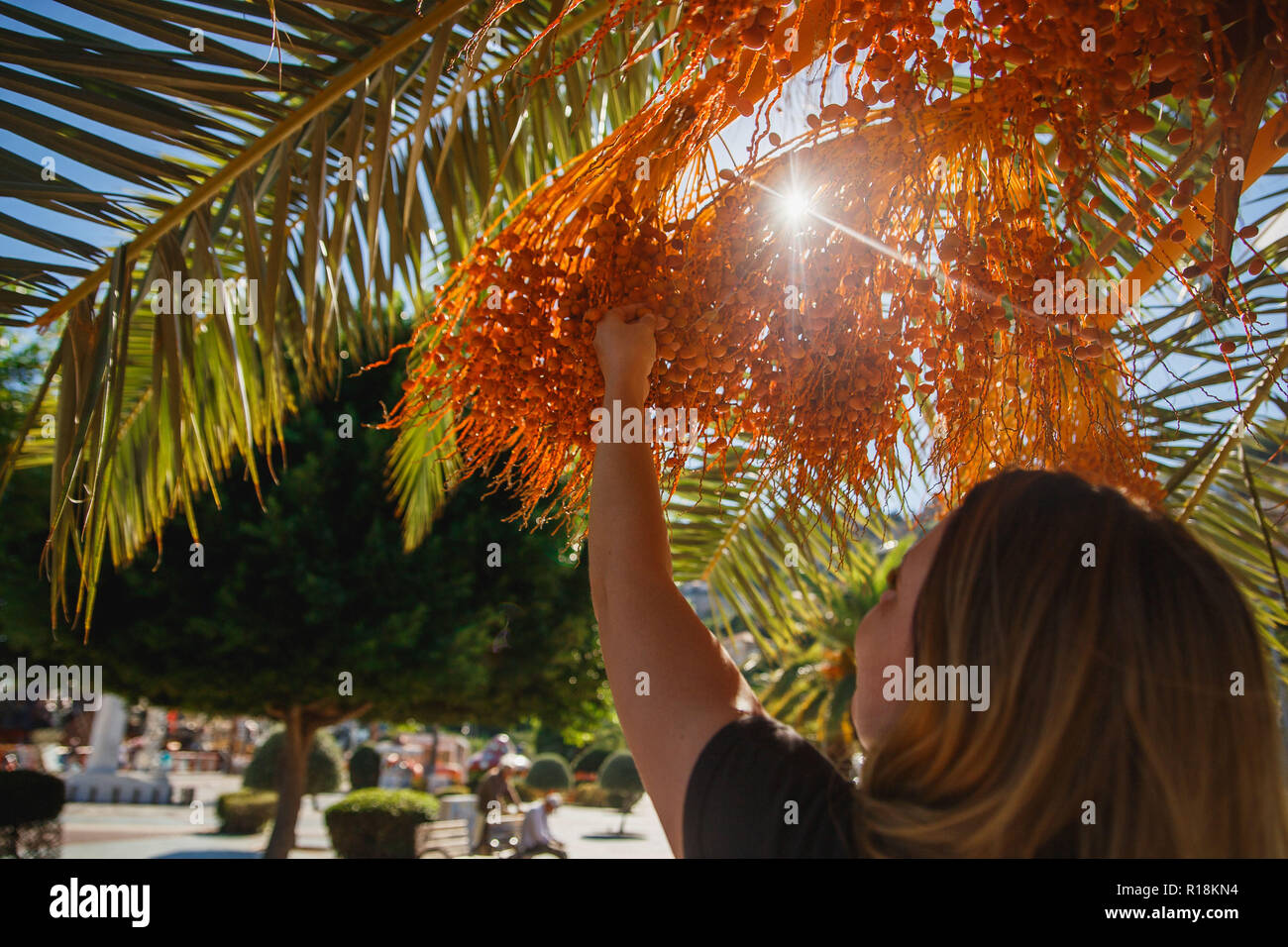 Woman tourist holding raw dates on date palm . Sunshine. Stock Photo