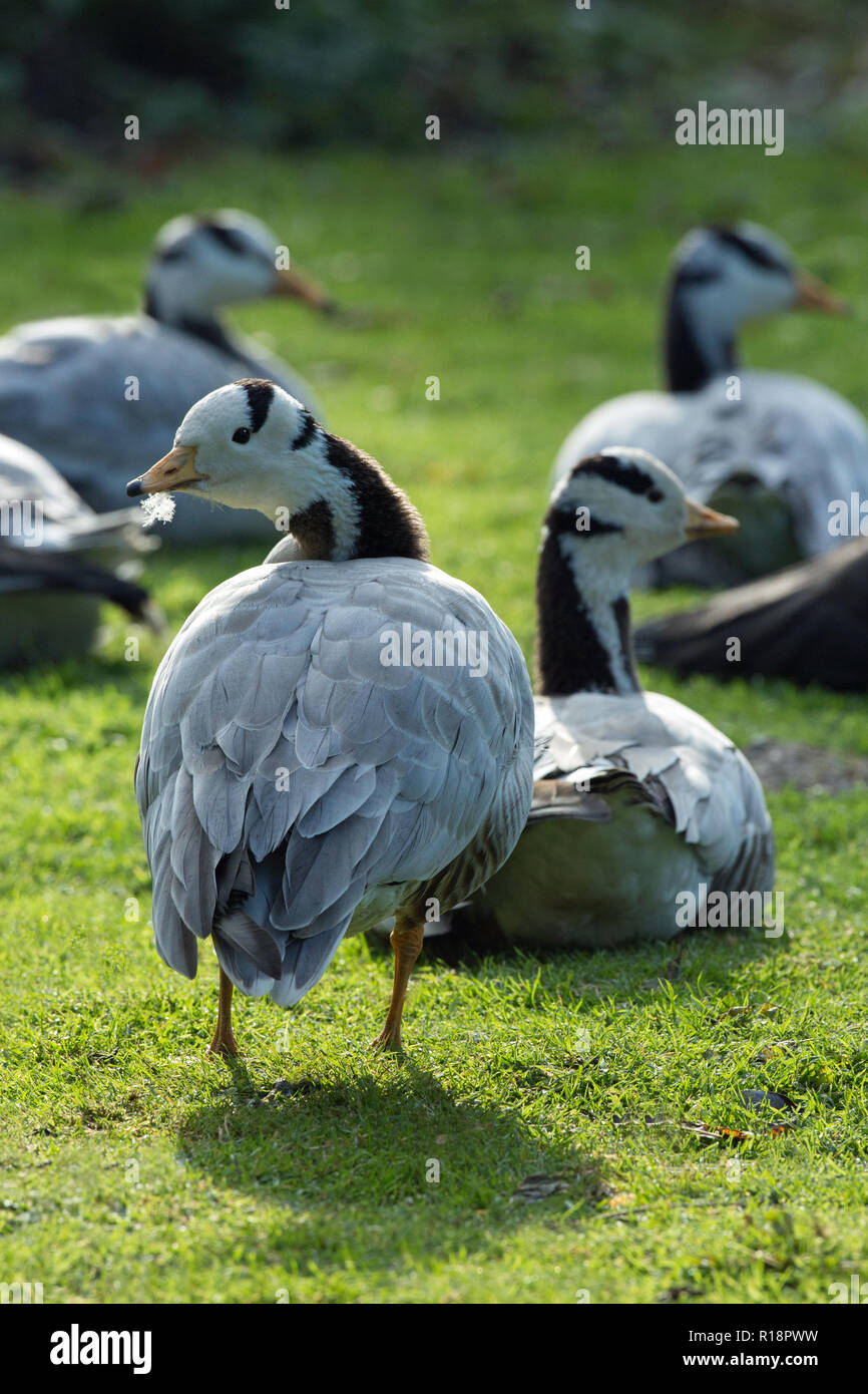 Bar-headed Geese (Anser indicus). Stock Photo