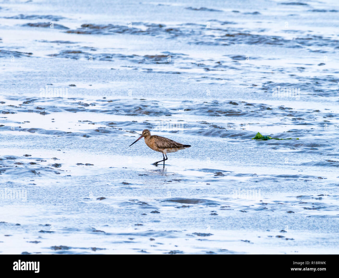 Adult bar-tailed godwit, Limosa lapponica, feeding on mud flat at low tide of Wadden sea, Netherlands Stock Photo