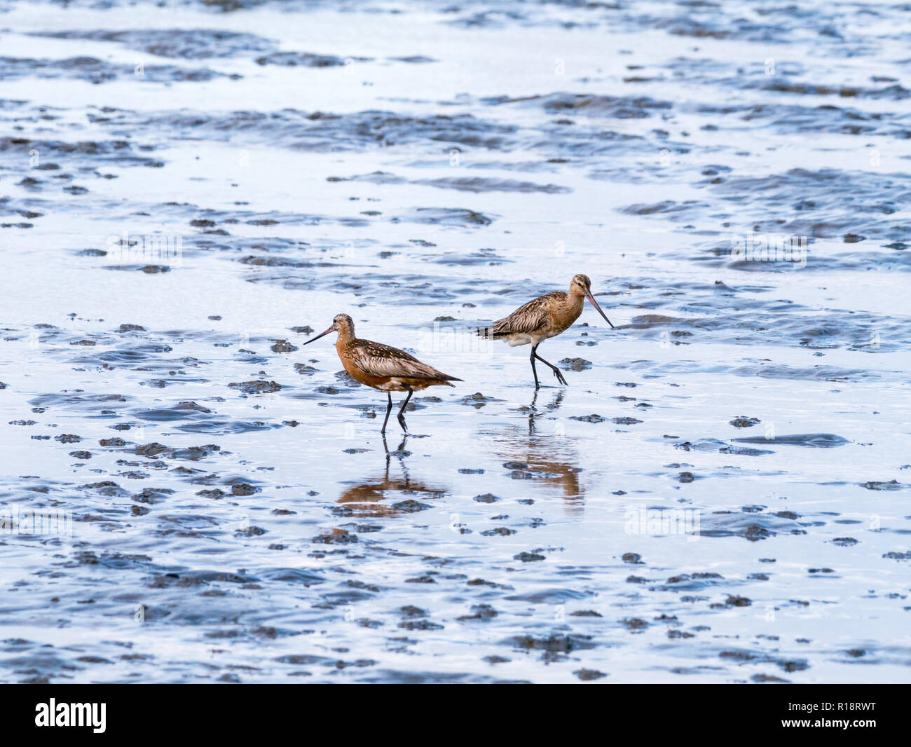 Two adult bar-tailed godwits, Limosa lapponica, feeding on mud flat at low tide of Wadden sea, Netherlands Stock Photo