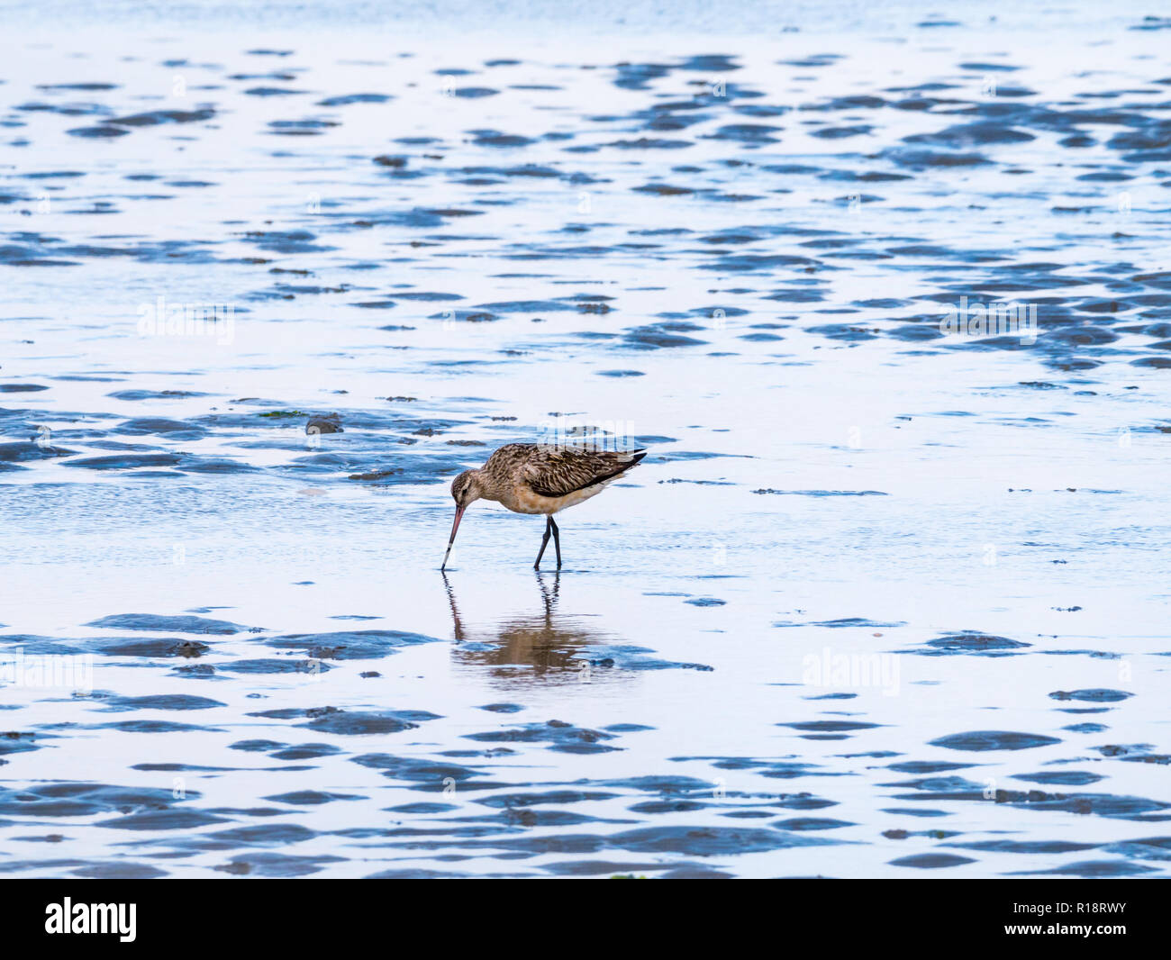 Adult bar-tailed godwit, Limosa lapponica, feeding on mud flat at low tide of Wadden sea, Netherlands Stock Photo