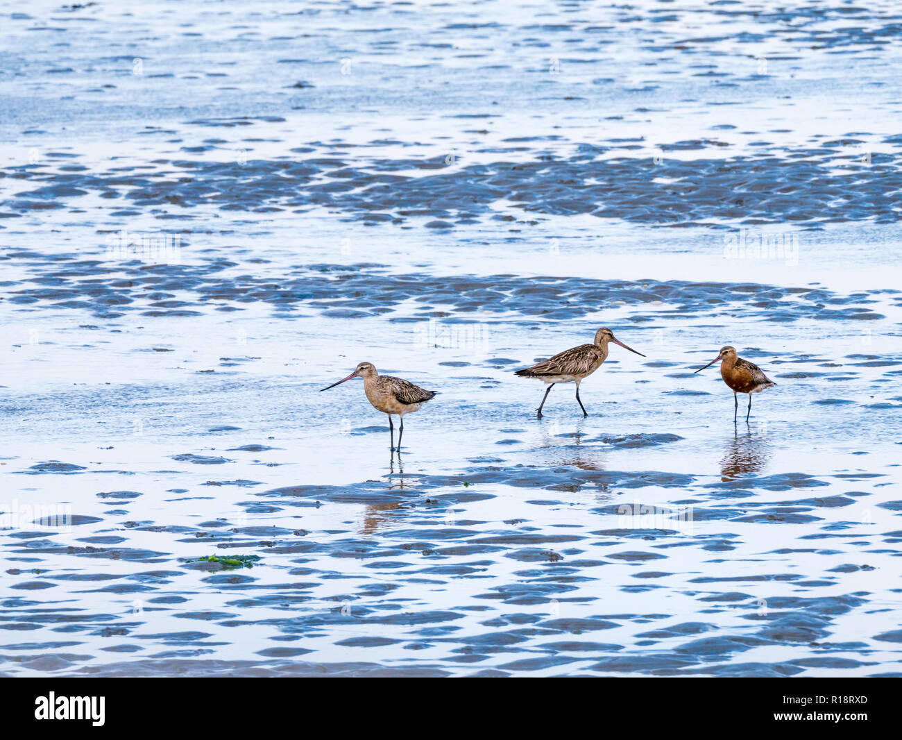 Three adult bar-tailed godwits, Limosa lapponica, feeding on mud flat at low tide of Wadden sea, Netherlands Stock Photo