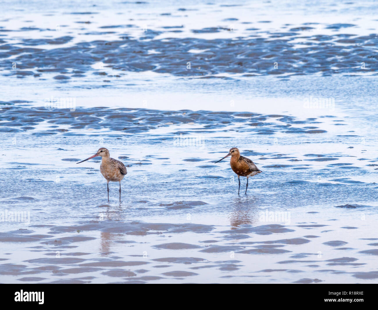 Two adult bar-tailed godwits, Limosa lapponica, feeding on mud flat at low tide of Wadden sea, Netherlands Stock Photo