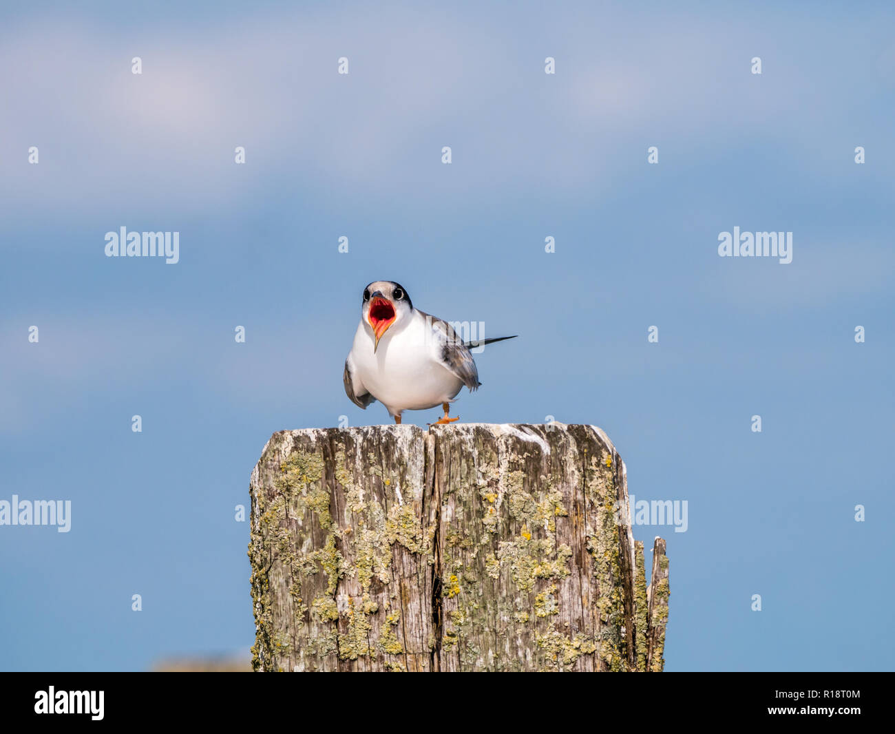 Common tern, Sterna hirundo, juvenile screaming for food on wooden pole, De Kreupel, Netherlands Stock Photo