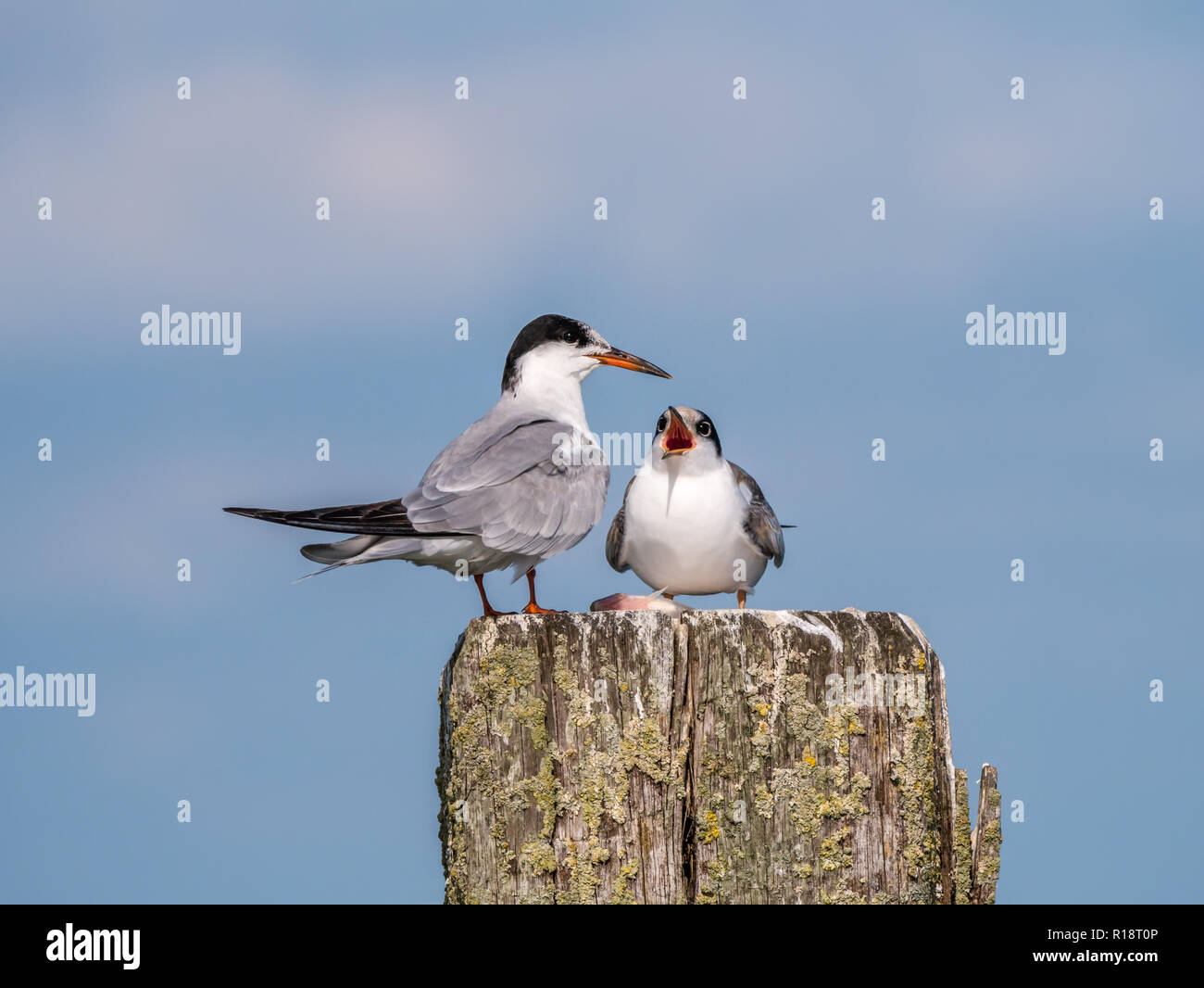 Common tern, Sterna hirundo, adult feeding juvenile standing on wooden pole, De Kreupel, Netherlands Stock Photo