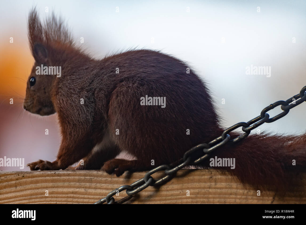 Seitenansicht eines Eichhörnchens Stock Photo