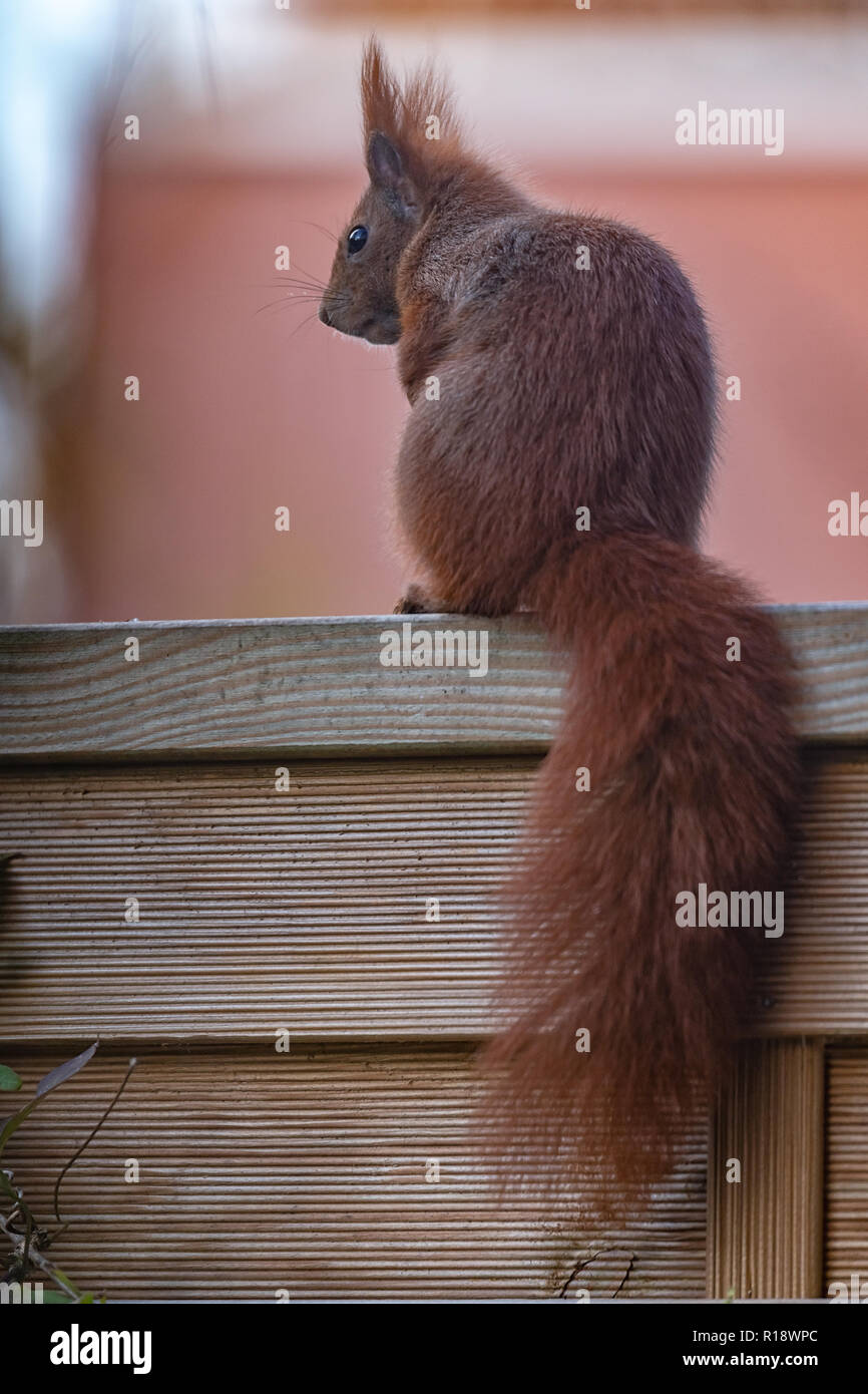 Rückenansicht eines Eichhörnchens Stock Photo