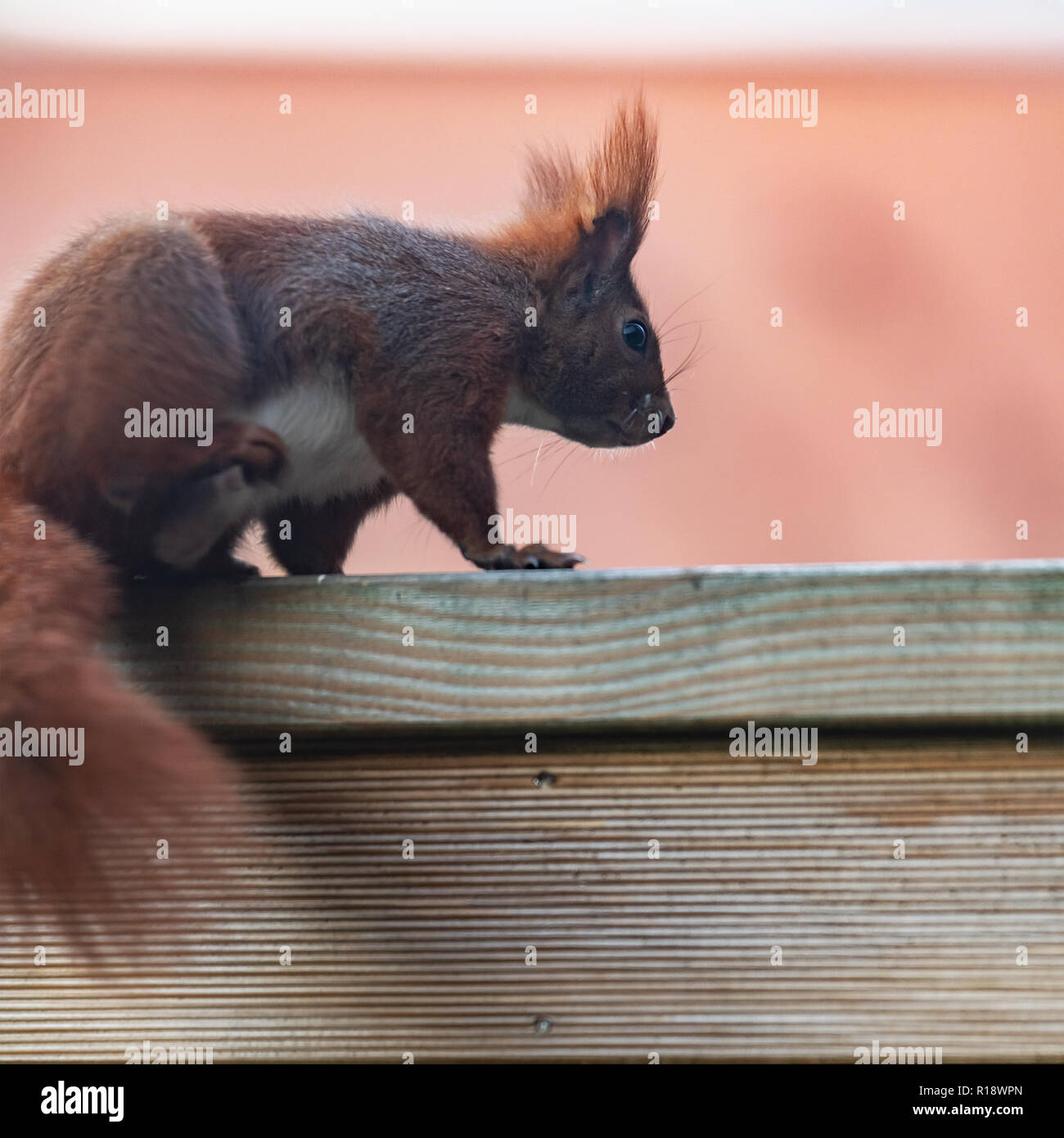 Ein Eichhörnchen auf einer Palisadenwand Stock Photo