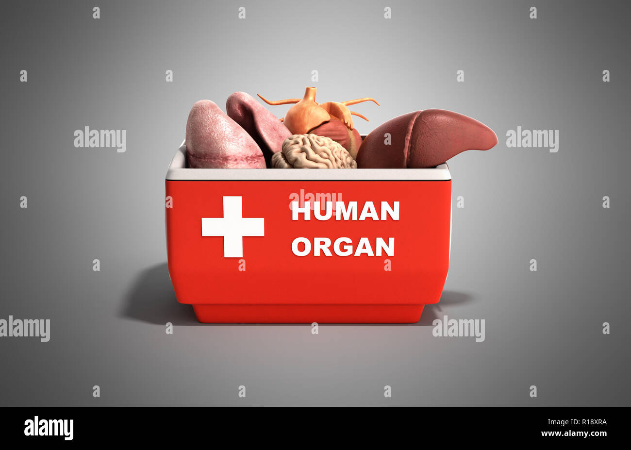 Human Organ Box High Resolution Stock Photography and Images - Alamy