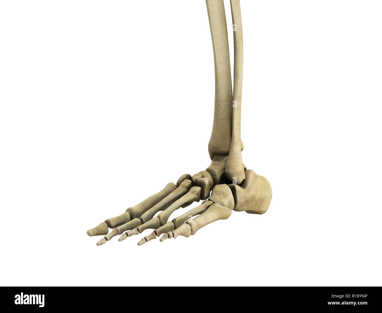 medical accurate illustration of the foot ligaments 3d render no shadow Stock Photo