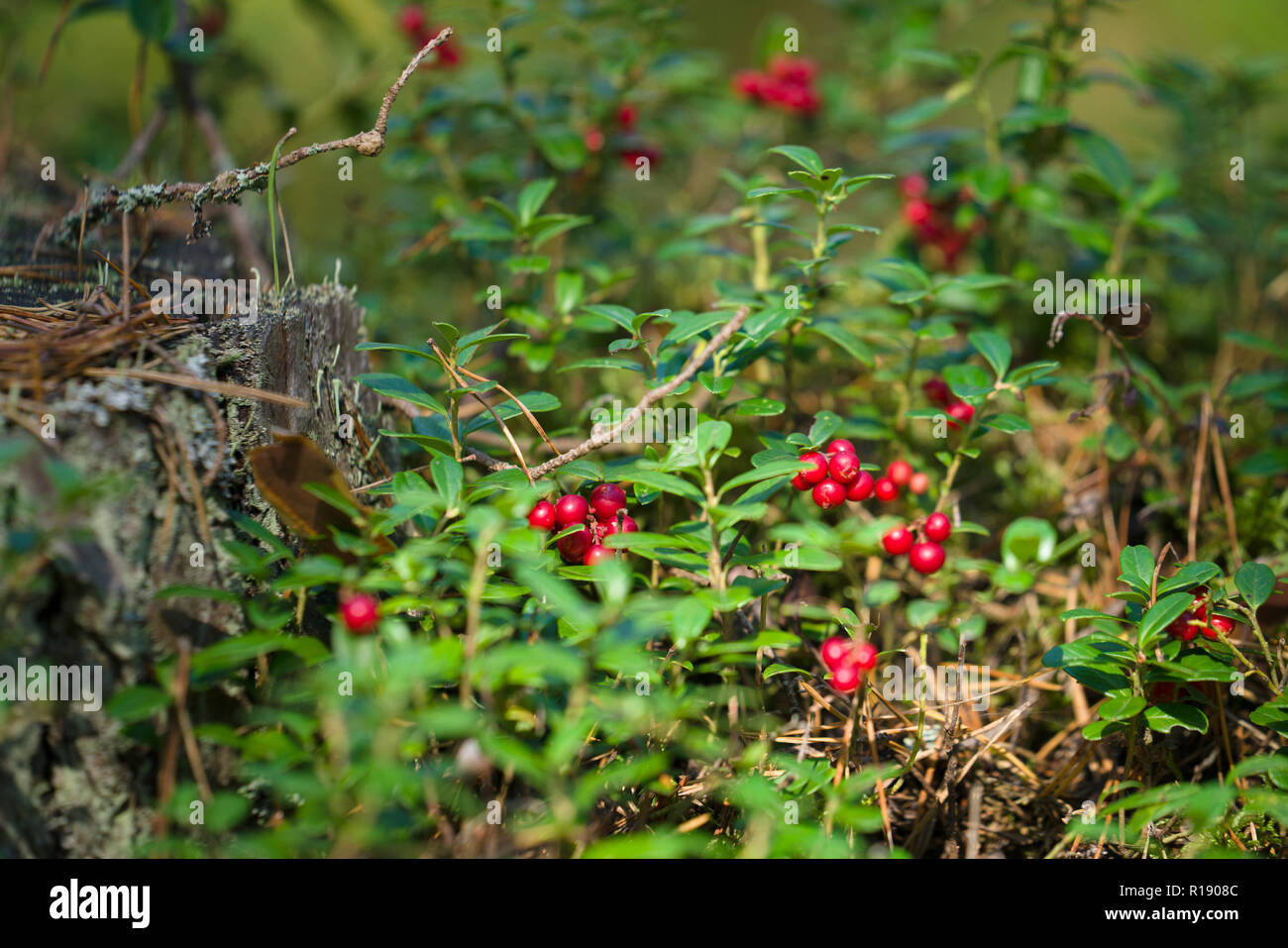 Cowberries in forest over green moss Stock Photo